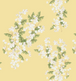 Daisy Fern